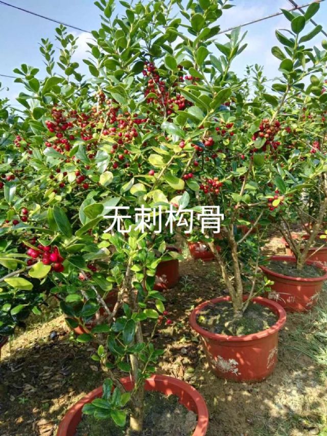 点击查看大图